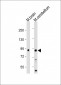 LINGO-1(LRRN6A)-S596 (C-term) Antibody